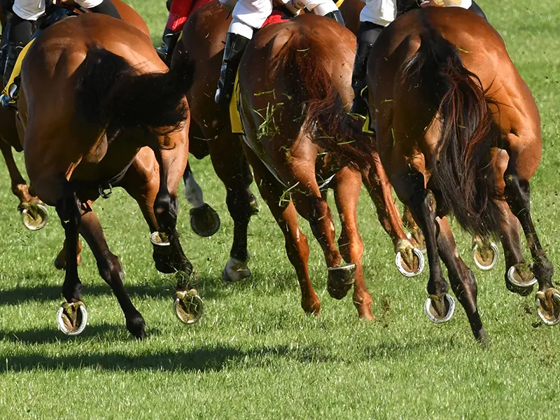 Local Attractions-Uttoxeter Races