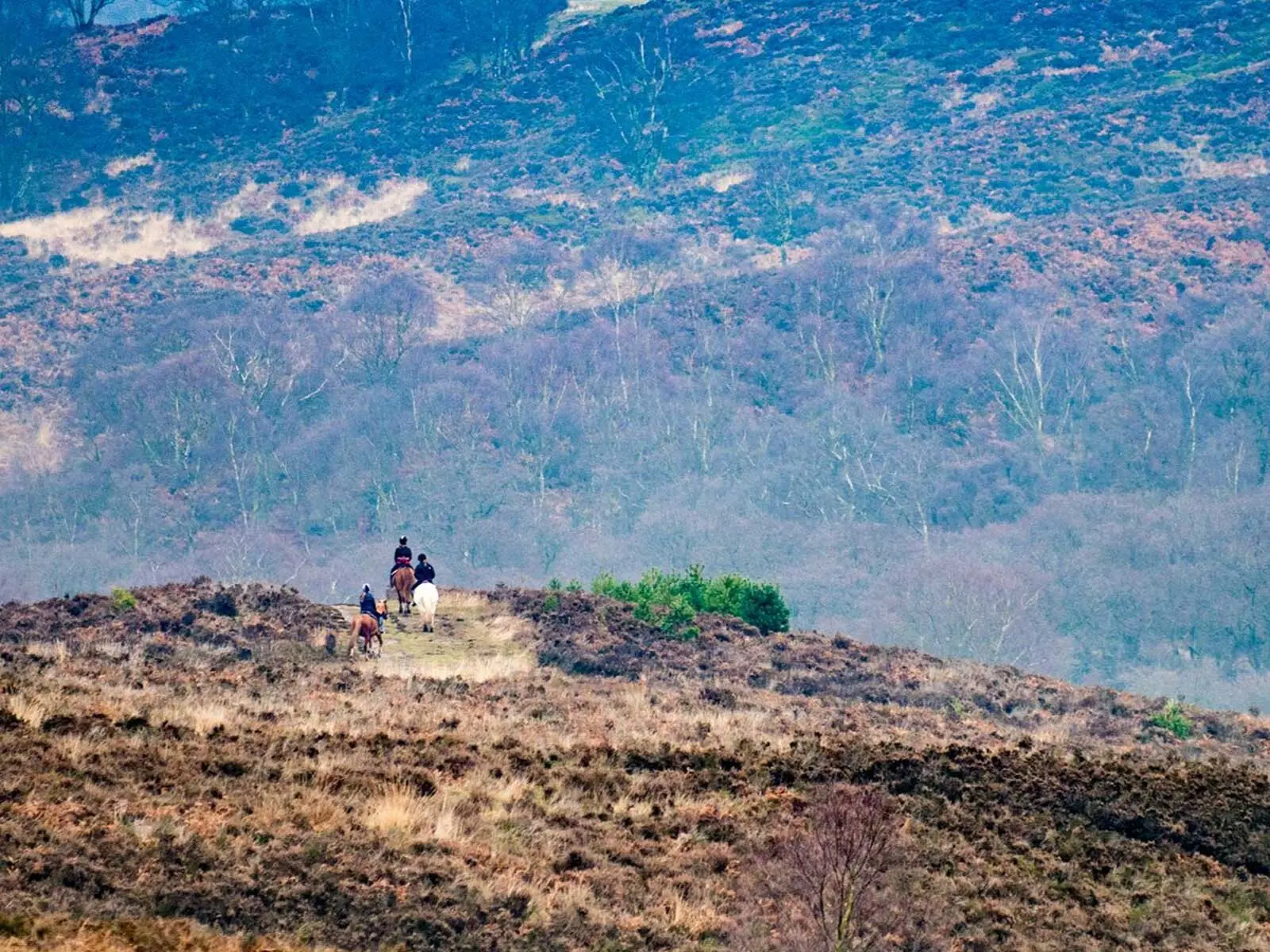 Local Attractions-Cannock Chase Trekking Centre