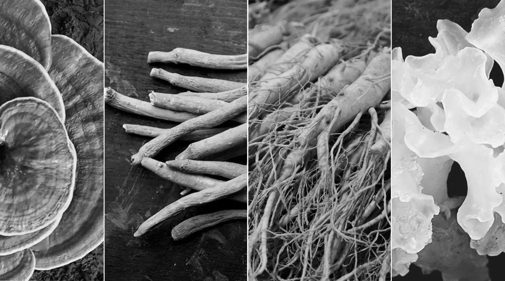 Grown Alchemist Brand 1