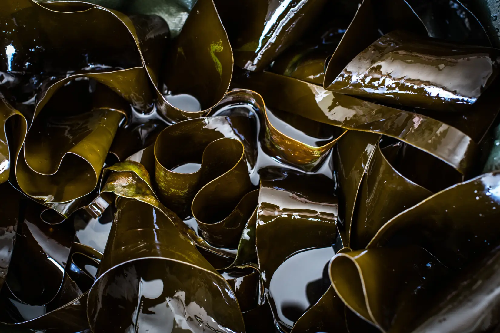 voya-laminaria-seaweed