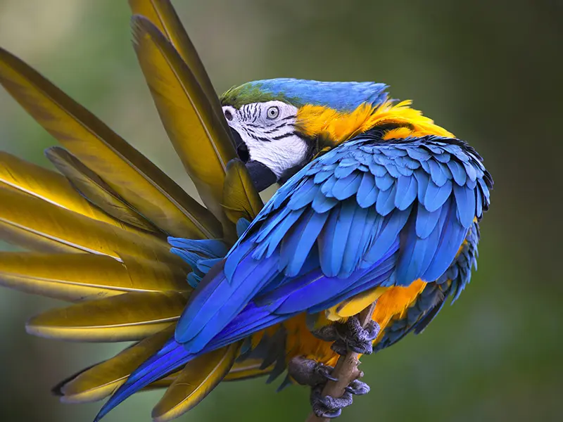 Local Attractions-Drayton Manor Theme Park