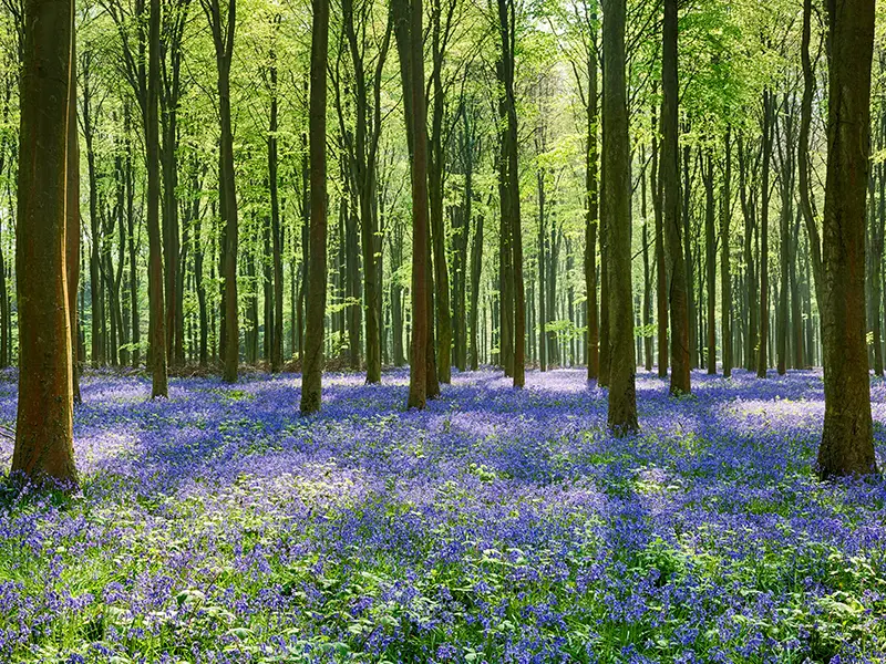 Local Attractions-Staffordshire's Bluebell Woods