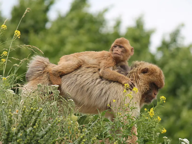 Local Attractions-The Trentham Estate and Monkey Forest