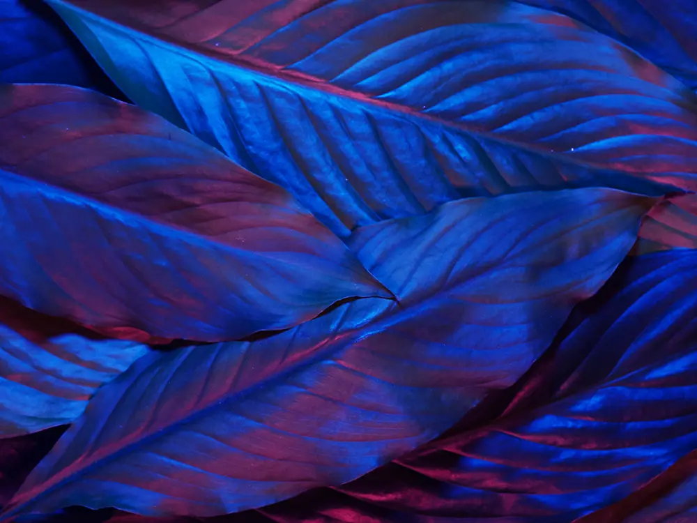 Snooze Room Water Beds