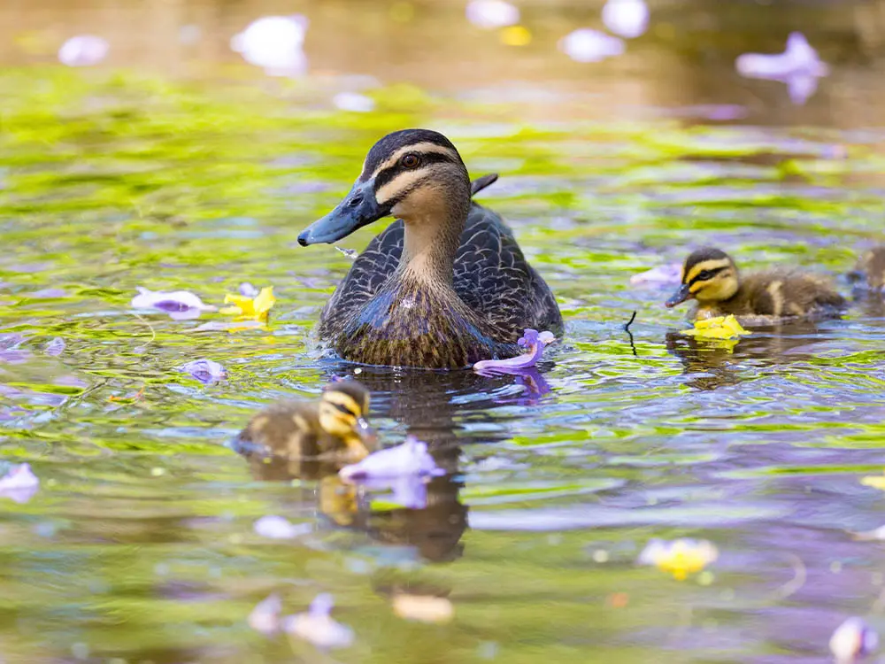 Pond Garden Area
