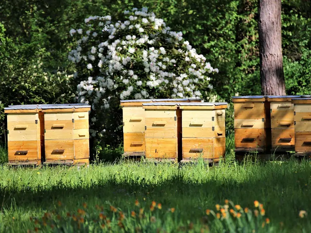 bee hives