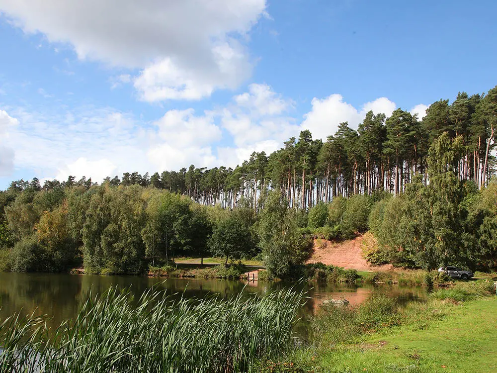 Woodland walk cannock chase