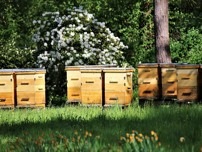 Sustainability - Our Suppliers_Runny Honey